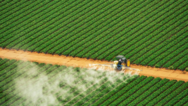 Best Ant Control Services  in Meadowlakes, TX