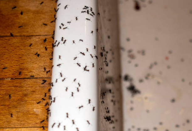 Best Bed Bug Extermination  in Meadowlakes, TX