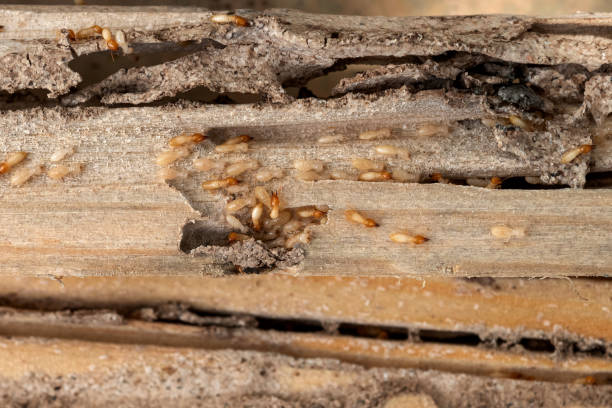 Best Residential Pest Control  in Meadowlakes, TX