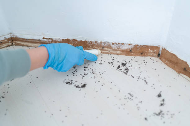 Best Best Pest Control Companies  in Meadowlakes, TX